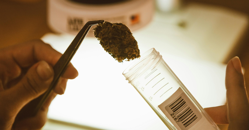 El THC como aliado en la batalla contra el alzhéimer