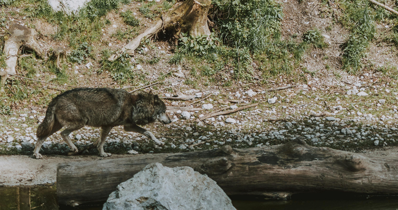 La importancia de la domesticación del perro en la disfunción cognitiva: ¿Están protegidos los lobos?